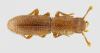 Langelandia incostata